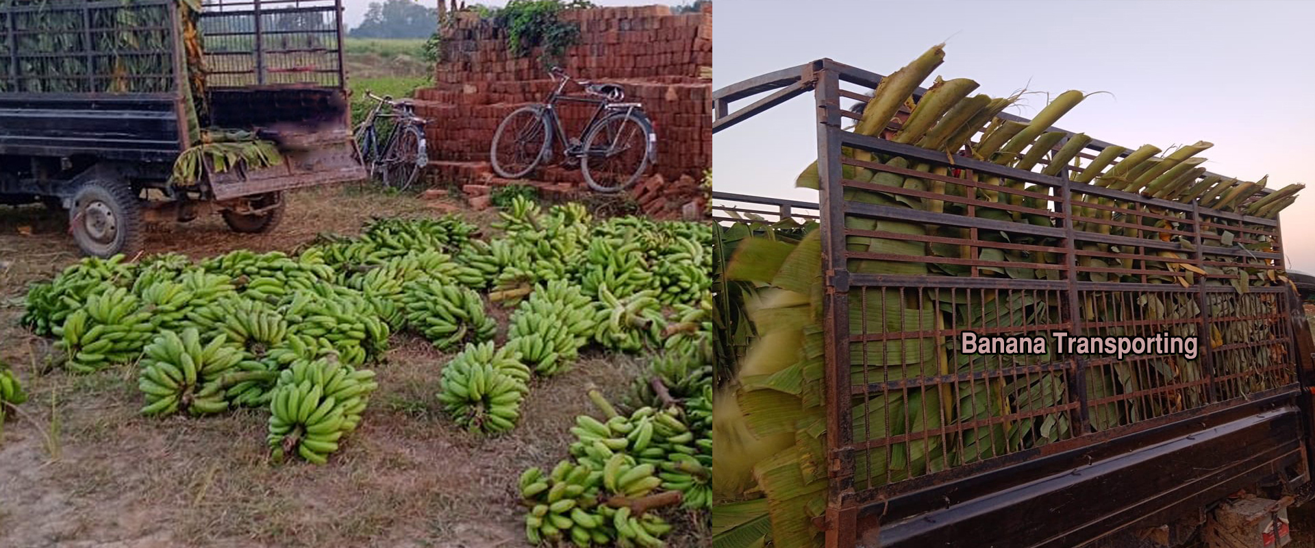 banana transportation 1